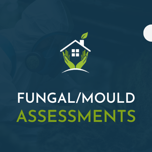 Fungal/Mould Assessment